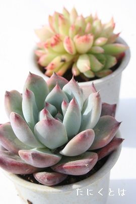 R[^AGPxA-Echeveria colorata var. colorata