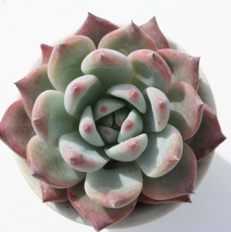 R[^AGPxA-Echeveria colorata var. colorata