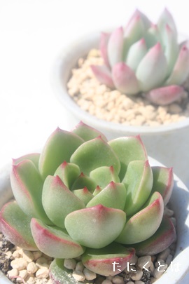 O[WCAGPxA-Echeveria cv 'Green Joy'