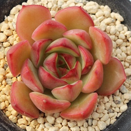 O[WCAGPxA-Echeveria cv 'Green Joy'