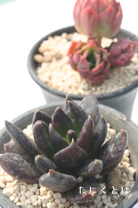 A낷AGPxA-Echeveria cv 'KUROSUKE'