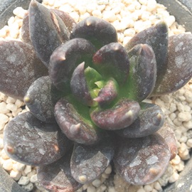 A낷AGPxA-Echeveria cv 'KUROSUKE'