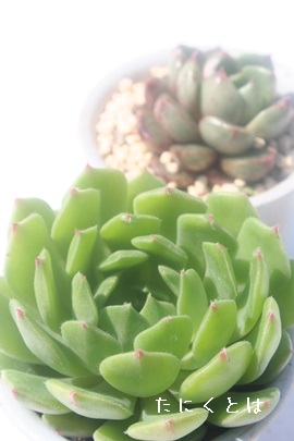 O[fB[AGPxA-Echeveria cv 'Green Lady'