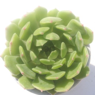 O[fB[AGPxA-Echeveria cv 'Green Lady'