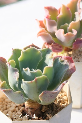 NNCAGPxA-Echeveria 'CLIN CLAY'