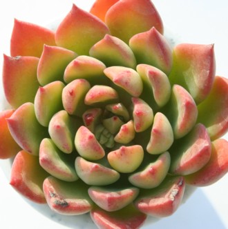 O[GhAGPxA-Echeveria cv 'Green Emerald'