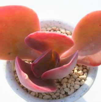 Mrt[^JAGPxA-Echeveria gibbiflora v 'METALLICA'