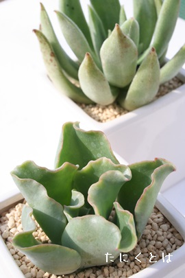 PCAGPxA-Echeveria cv 'KEI'