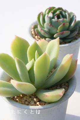 O\j[AGPxA-Echeveria cv 'GRUSONII'