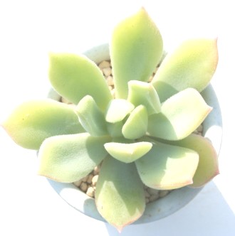 O\j[AGPxA-Echeveria cv 'GRUSONII'