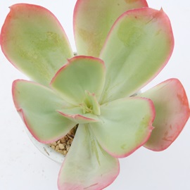 MKeAAGPxA-Echeveria gigantea