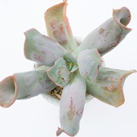 NuAGPxA-Echeveria 'Culibra'