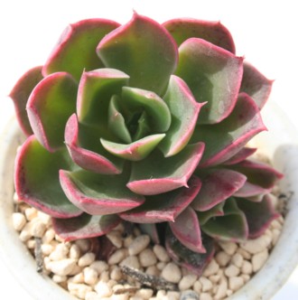 OEXAGPxA-Echeveria cv 'GLAUCE'