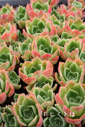 OEXAGPxA-Echeveria cv 'GLAUCE'