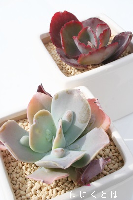 Mrt[JN^AGPxA-Echeveria gibbifrola v 'CARUNCULATA'