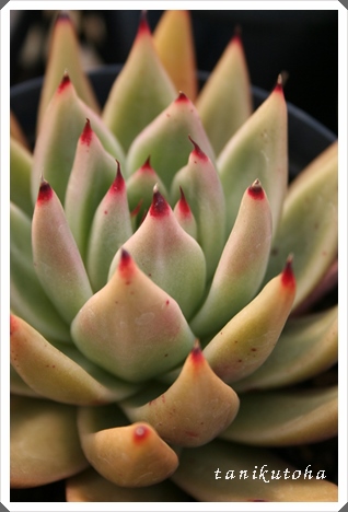 R[fjAGAGPxA-Echeveria calderoniae