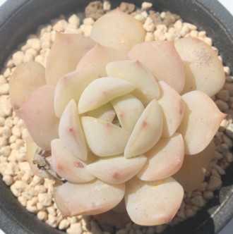 ,͂AGPxA-Echeveria cv 'KOHAKU'