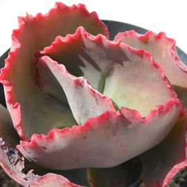 NmCAGPxA-Echeveria cv 'CLINO LINE'