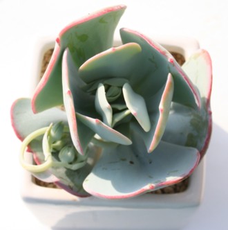 MKeAXRbgAGPxA-Echeveria cv 'Gigantea Scotto'