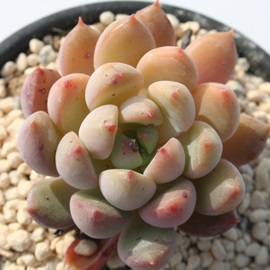 OXg[AGPxA-Echeveria cv 'GUSTO'