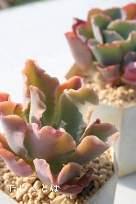 L~\[AGPxA-Echeveria cv 'CAMISOLLE'