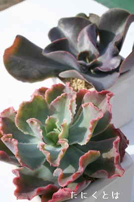 J[[bNXAGPxA-Echeveria cv 'CURLY LOCK'S'