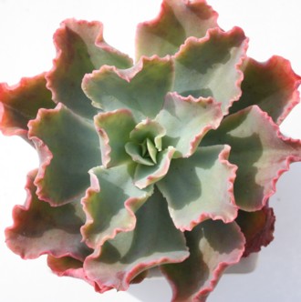 J[[bNXAGPxA-Echeveria cv 'CURLY LOCK'S'