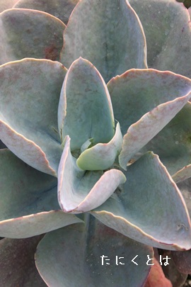 Mrt[AGPxA-Echeveria gibbiflora