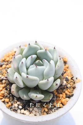 ܃US[TANXs_[^AGPxA-Echeveria cuspidata var. gemmula