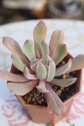 Ԏ,AԎ,AԎԍgt,ԎԐB₵,ԎԈĕ,ԎԔ̔,GPxA,ԎԂ̒ʔ,ԎԂ̈ĕ₵-Echeveria HOVEYI,i@ɂƂ