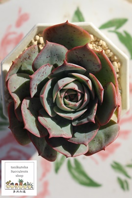 NEfBA,ANEfBA,ANEfBAgt,NEfBAB₵,NEfBAĕ,NEfBA̔,GPxA,NEfBA̒ʔ,NEfBÄĕ₵-Echeveria CLAUDIA,i@ɂƂ