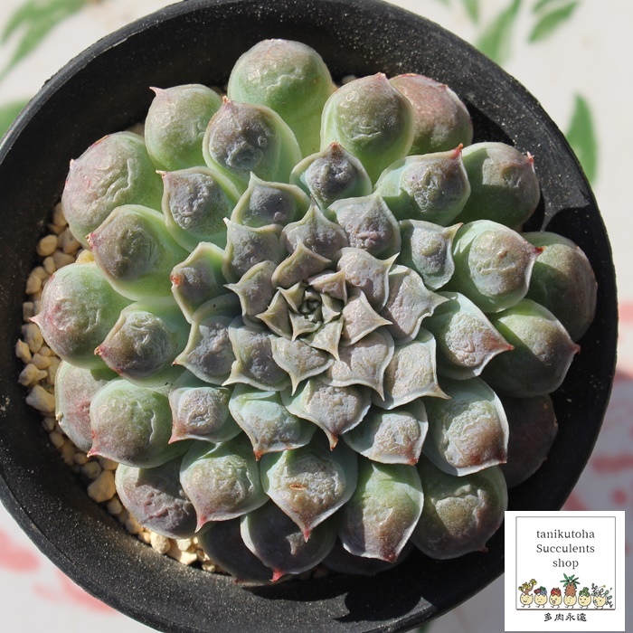 MhbvX,AMhbvX,AMhbvXgt,MhbvXB₵,MhbvXĕ,MhbvX̔,GPxA,MhbvX̒ʔ,MhbvẌĕ₵-Echeveria GIRO DROPS,i@ɂƂcuctus and succulents onlineshop from japan-TANIKUTOHA