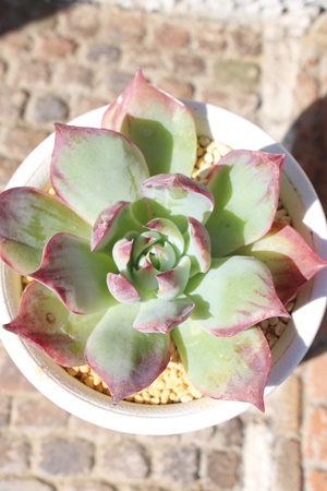 JVIX,AJVIX,AJVIXgt,JVIXB₵,JVIXĕ,JVIX̔,GPxA,JVIX̒ʔ,JVIẌĕ₵-Echeveria cacios,iɂƂ