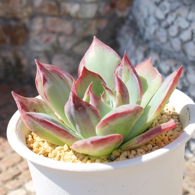 JVIX,AJVIX,JVIXgt,JVIXB₵,JVIXĕ,JVIX̔,GPxA,JVIX̒ʔ,JVIẌĕ₵-Echeveria cacios,iɂƂ