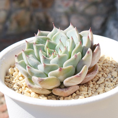 P,AP,Pgt,PB₵,Pĕ,P̔,GPxA,P̒ʔ,P̈ĕ₵-Echeveria kokurahime,iɂƂ