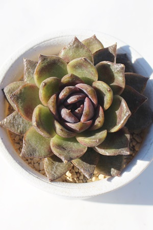 JtFI,AJtFI,AJtFIgt,JtFIB₵,JtFIĕ,JtFI̔,GPxA,JtFI̒ʔ,JtFÏĕ₵-Echeveria Cafe au lai,iɂƂ