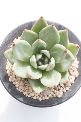 O[Vy[,GPxA-Echeveria greenchampaign