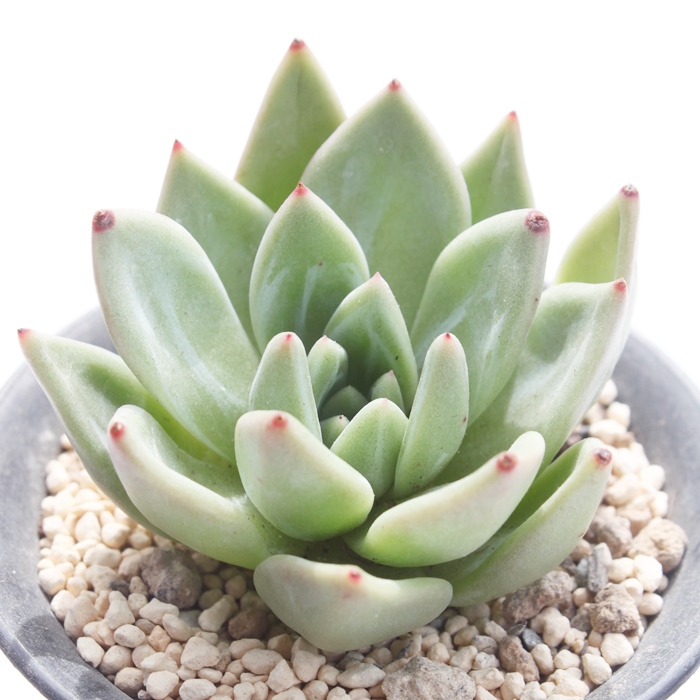 O[Vy[,O[Vy[ʔ,O[Vy[gt,O[Vy[ĕB₵,O[Vy[t,GPxA-Echeveria greenchampaign