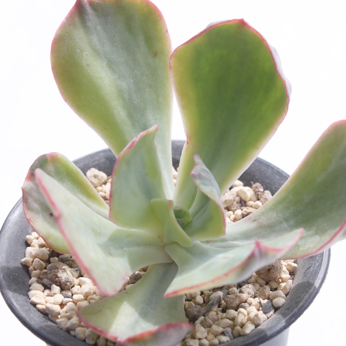 S[ho[N[,S[ho[N[ʔ,S[ho[N[gt,S[ho[N[ĕB₵,S[ho[N[t,GPxA-Echeveria Gold Berkeley