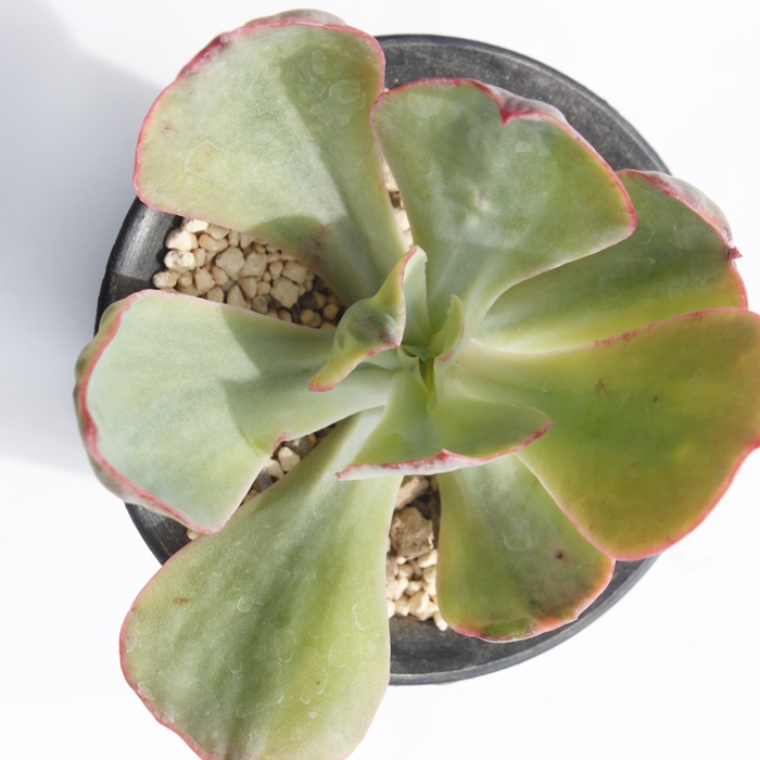 S[ho[N[,GPxA-Echeveria Gold Berkeley