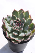 R[^~X,GPxA-Echeveria Gold Berkeley