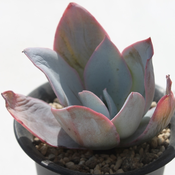 JeAGPxA-Echeveria cante