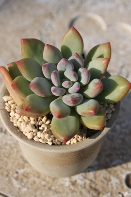 Nj,GPxA-Echeveria cv KUNYAN