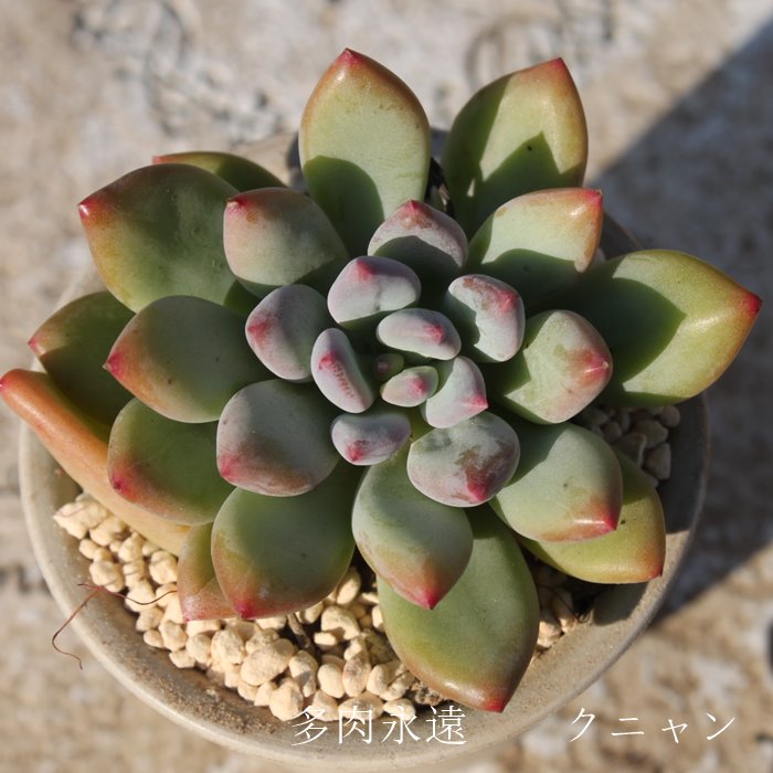 Nj,Njʔ,Njgt,NjĕB₵,Njt,GPxA-Echeveria cv KUNYAN