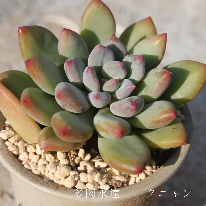 Nj,GPxA-Echeveria cv KUNYAN