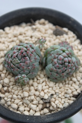 Nj,GPxA-Echeveria cv Globosa~Minima