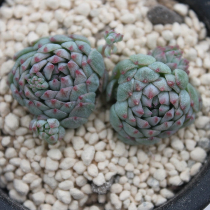 O{[T~~j},O{[T~~j}ʔ,O{[T~~j}gt,O{[T~~j}ĕB₵,O{[T~~j}t,GPxA-Echeveria Globosa~Minima