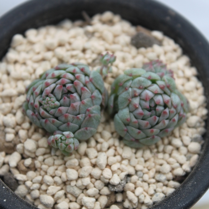 O{[T~~j},GPxA-Echeveria Globosa~Minima