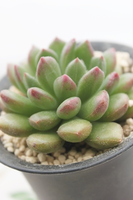 L,GPxA-Echeveria cv Carol