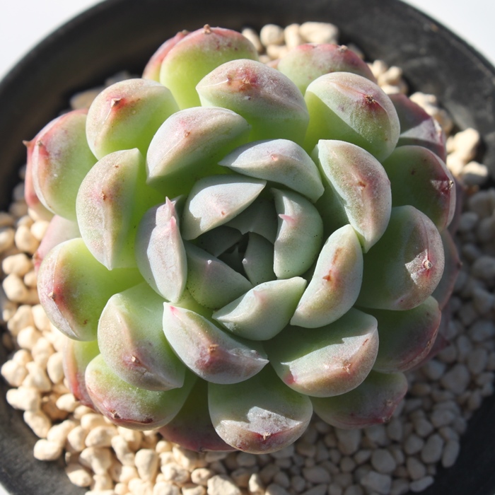 RRS,RRSʔ,RRSgt,RRSĕB₵,RRSt,GPxA-Echeveria Coco Mongo